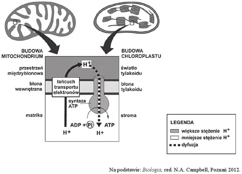 Oddychanie komórkowe